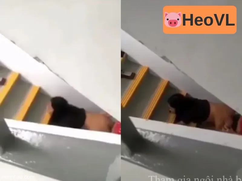 Quay lén cặp đôi giã nhau dưới cầu thang đỉnh của đỉnh