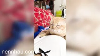 Siêu ngon ngơ ngơ ngác ngác!