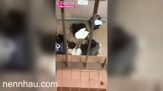 Lộ clip Đã public còn threesome ngay ngoài ban công chung cư
