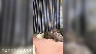 Chất lượng cao Nguyễn Ngọc Mi bé lễ tân mường thanh dáng đẹp vú to - phần 18