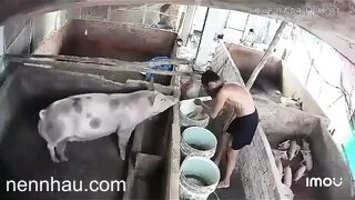 Siêu nứng video hot nhất cà mau lúc này Ông chú già vã quá phệt luôn con heo xề đang ăn